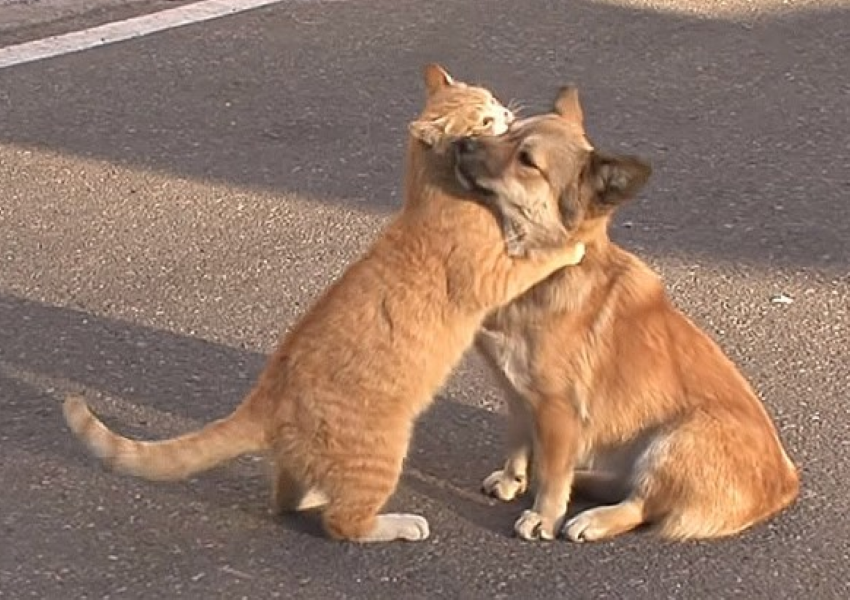 Sancionada a Lei nº 14.228/2021 que proibe a eutanásia de cães e gatos